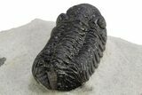 Detailed Austerops Trilobite - Nice Eye Facets #312775-3